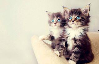 娱乐吃瓜酱小猫睡在哪里,揭秘萌宠的温馨睡眠角落